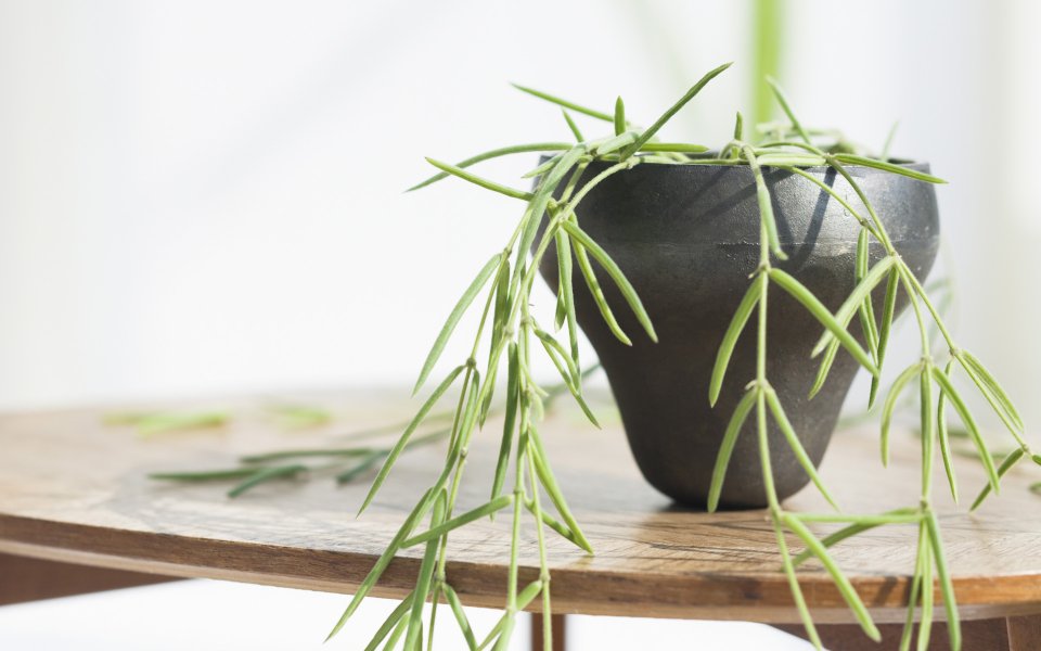 Interior_herb_HQ101