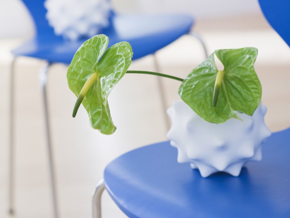Interior_herb_HQ113