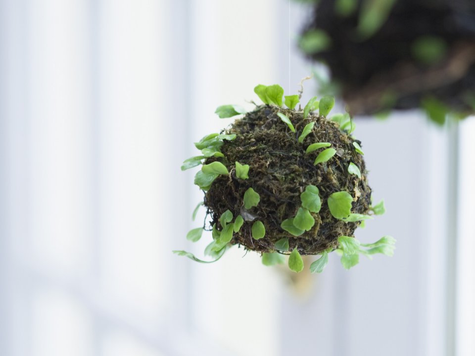 Interior_herb_HQ116