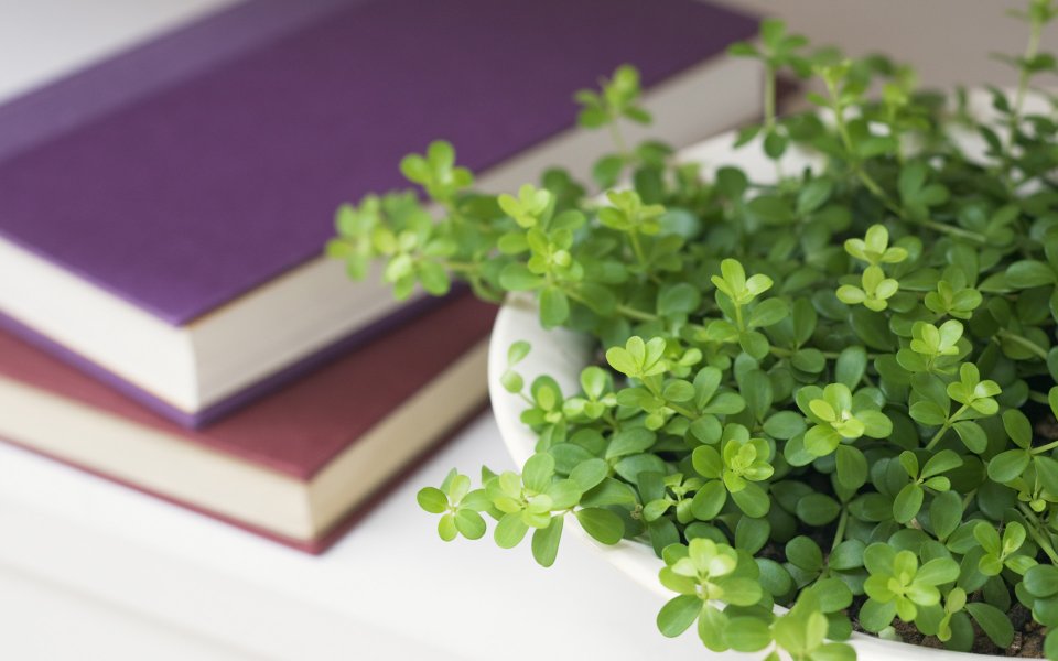 Interior_herb_HQ129