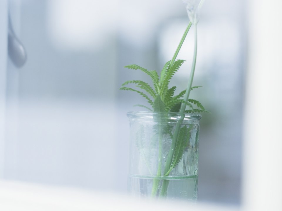 Interior_herb_HQ134