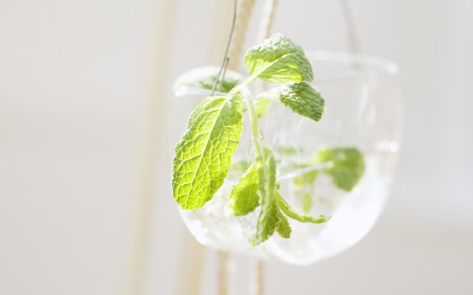 Interior_herb_HQ136