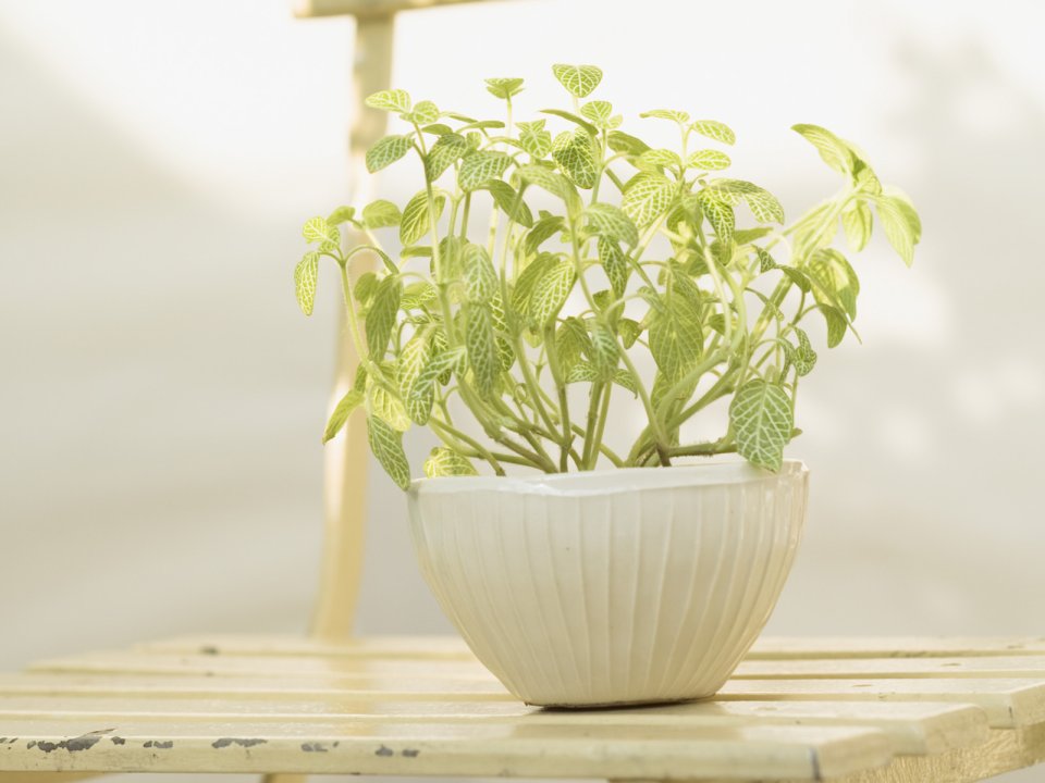 Interior_herb_HQ138