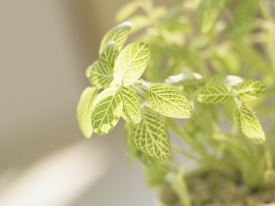 室内盆栽网纹草微距摄影