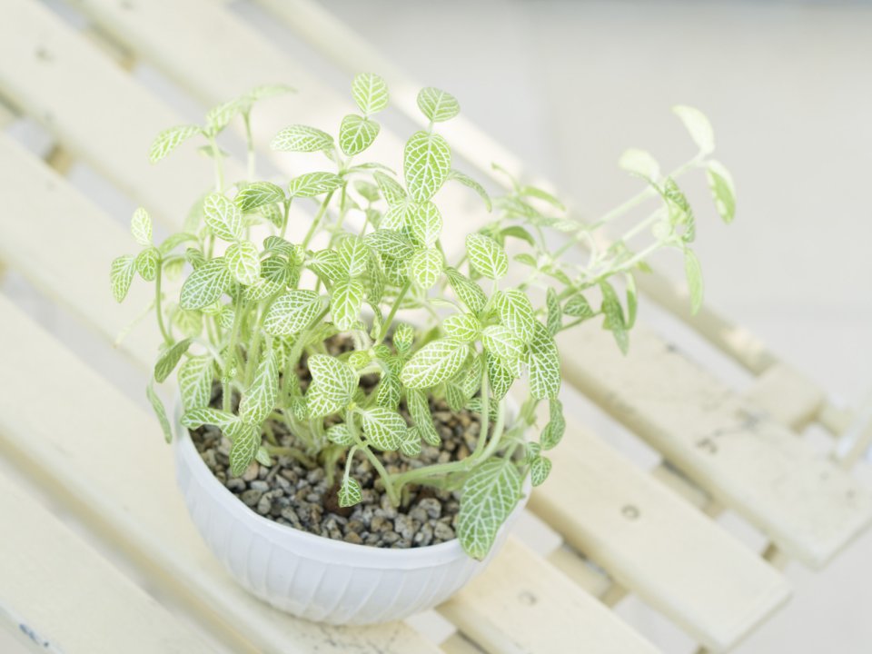 Interior_herb_HQ141