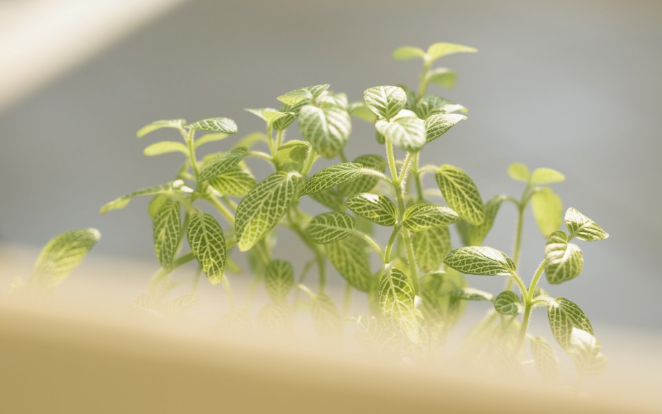 Interior_herb_HQ142