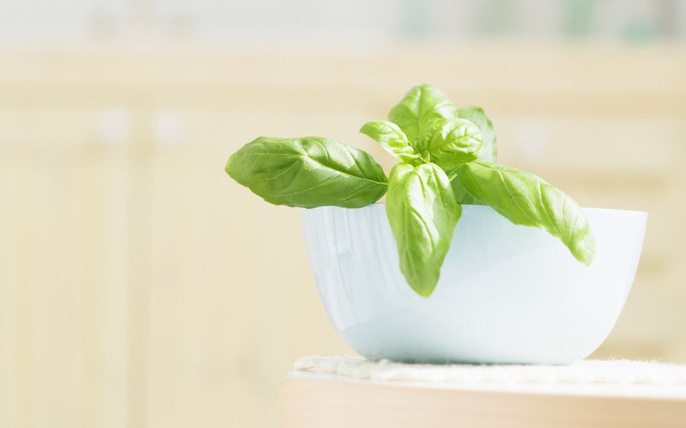 Interior_herb_HQ151