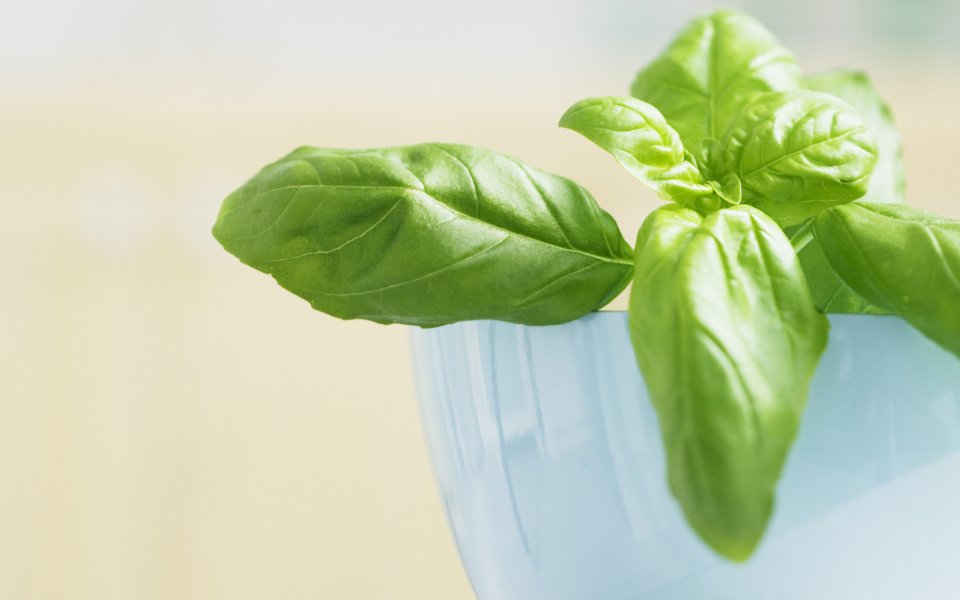 Interior_herb_HQ152