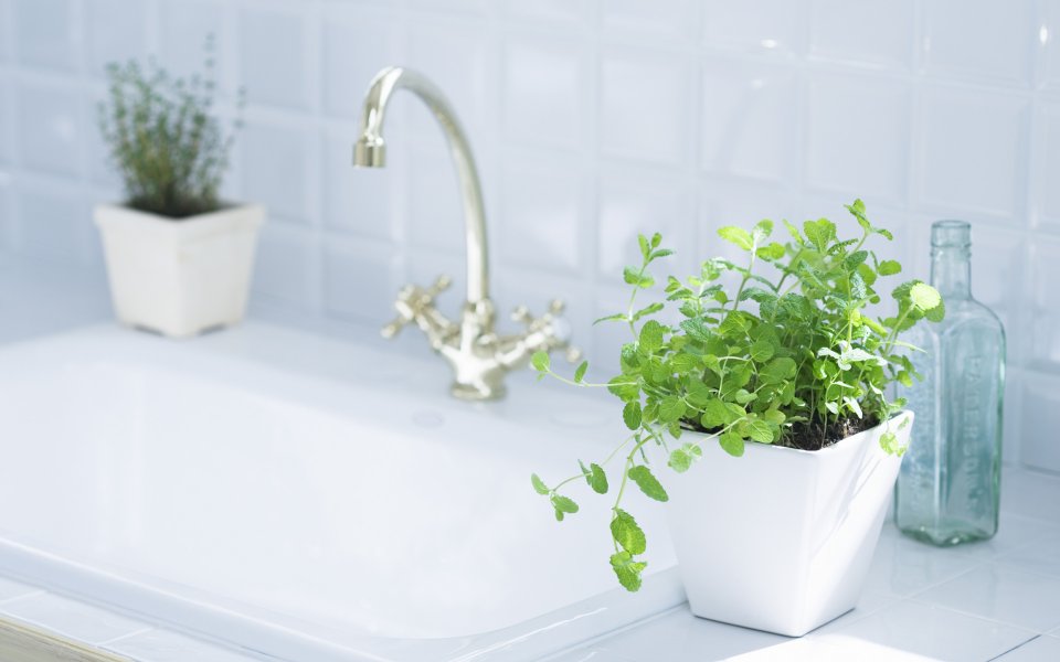 Interior_herb_HQ153