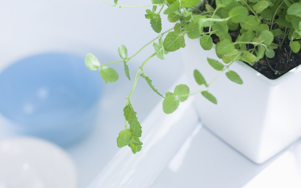 Interior_herb_HQ154