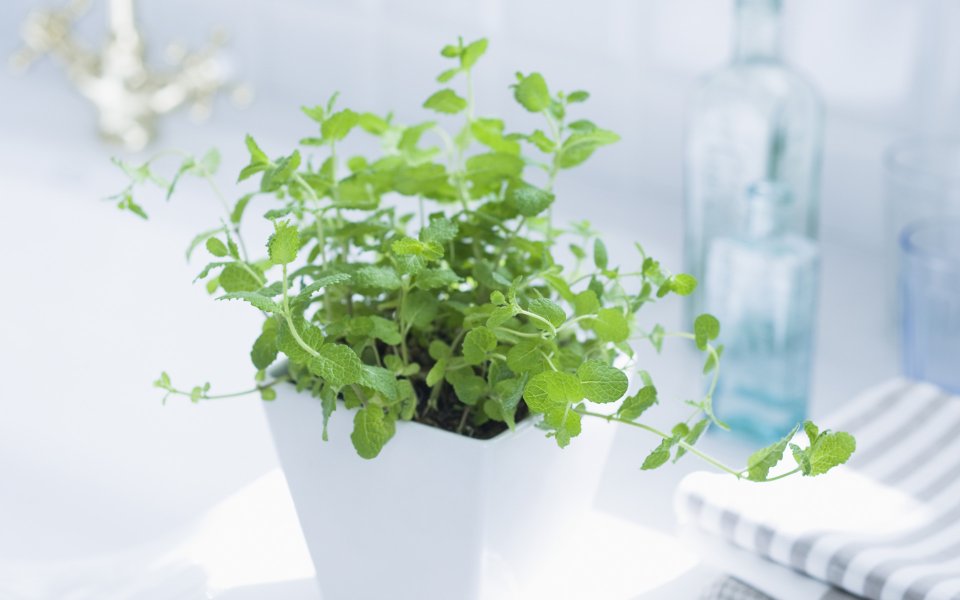 Interior_herb_HQ156