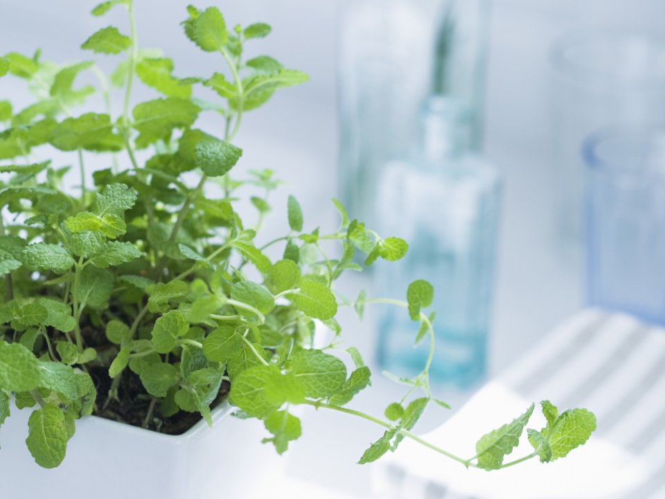 Interior_herb_HQ157
