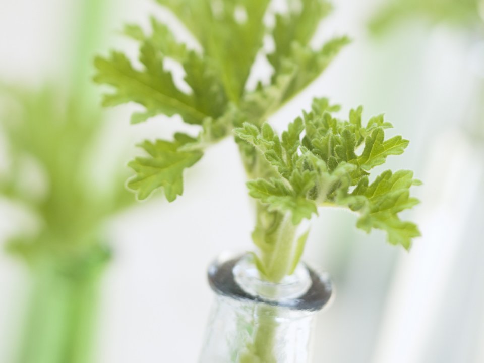 Interior_herb_HQ160