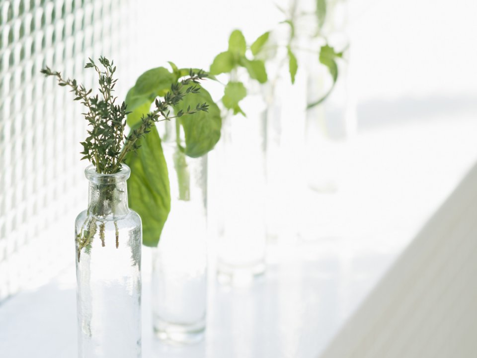 Interior_herb_HQ164