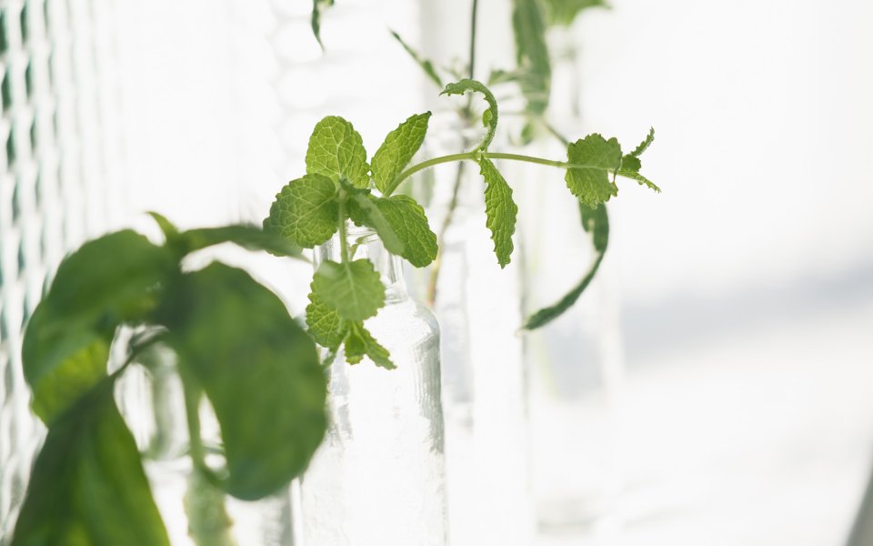 Interior_herb_HQ165