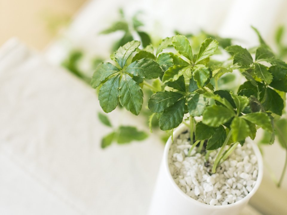 Interior_herb_HQ167