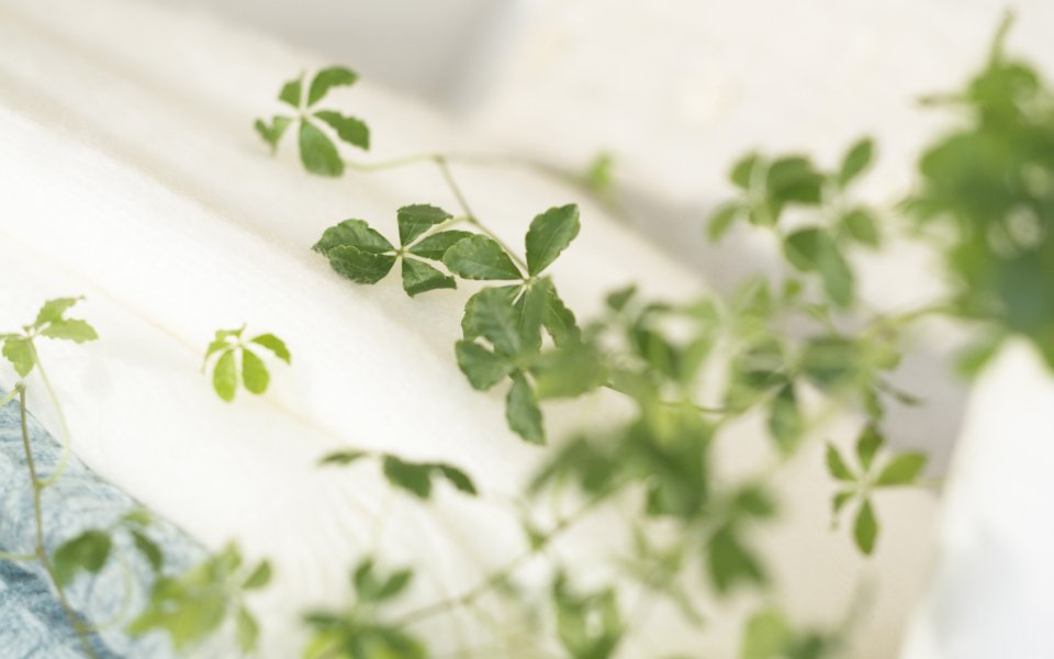 Interior Herb Hq168