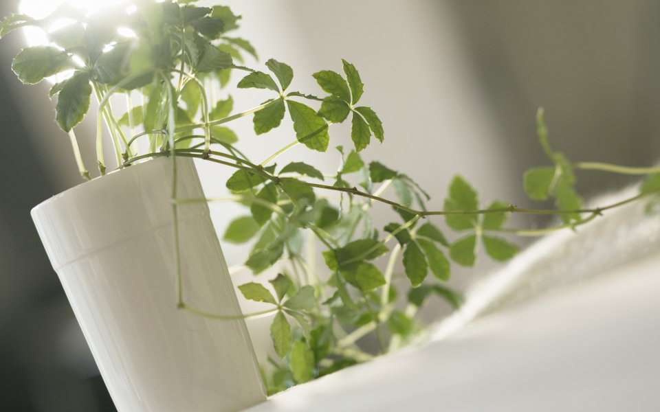Interior_herb_HQ169