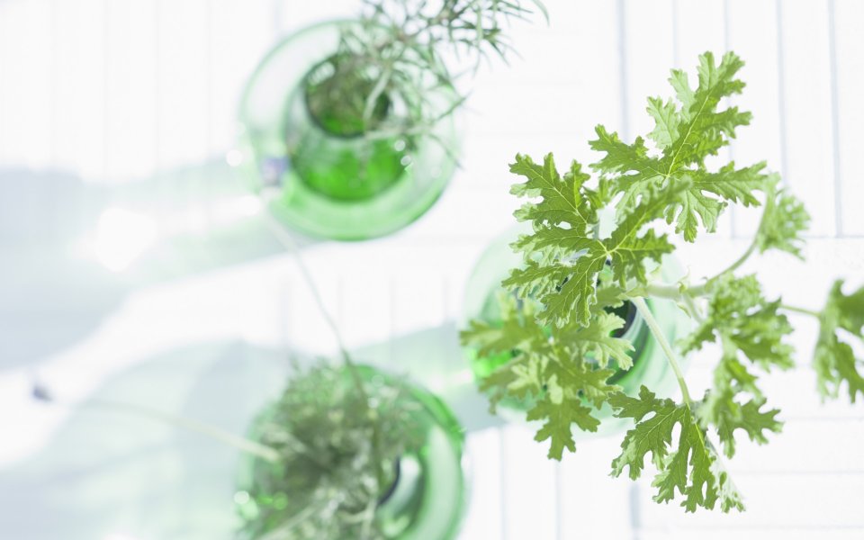Interior_herb_HQ178