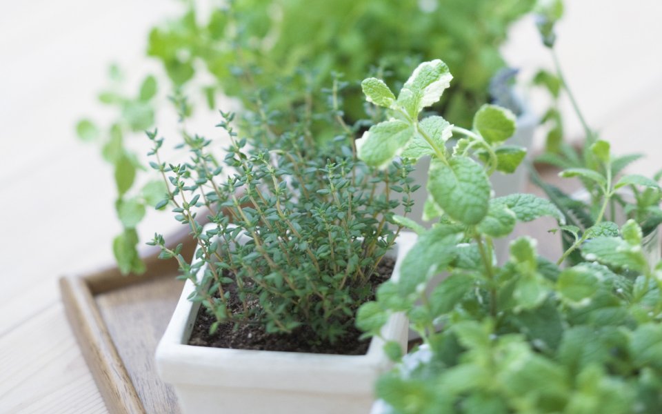 Interior_herb_HQ181