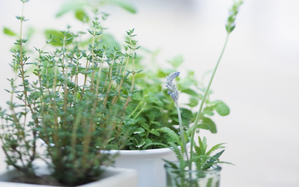 Interior_herb_HQ182