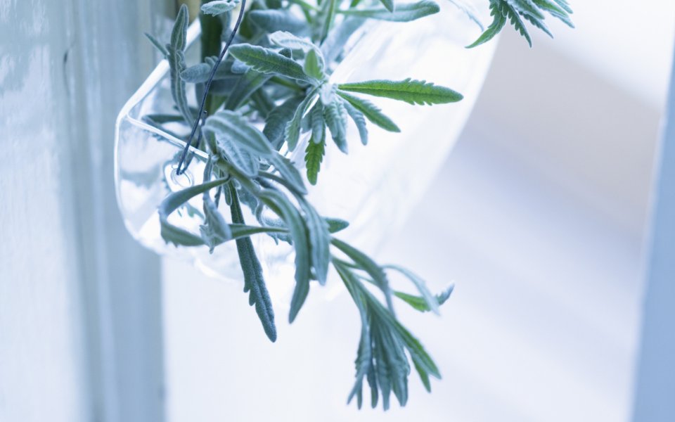 Interior_herb_HQ187