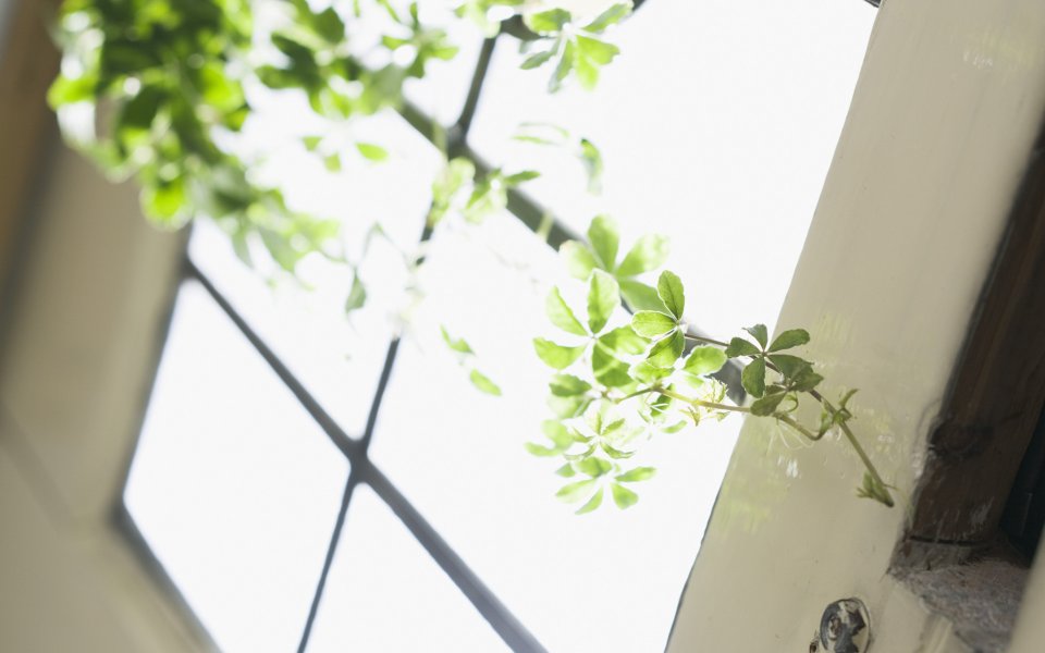 Interior_herb_HQ189