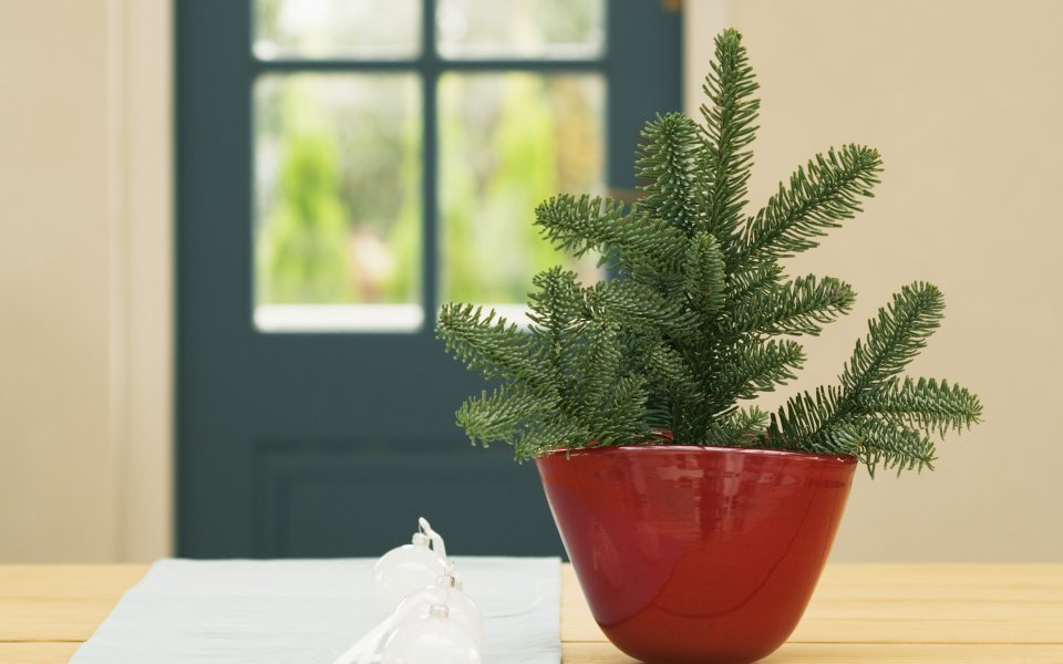 Interior_herb_HQ191