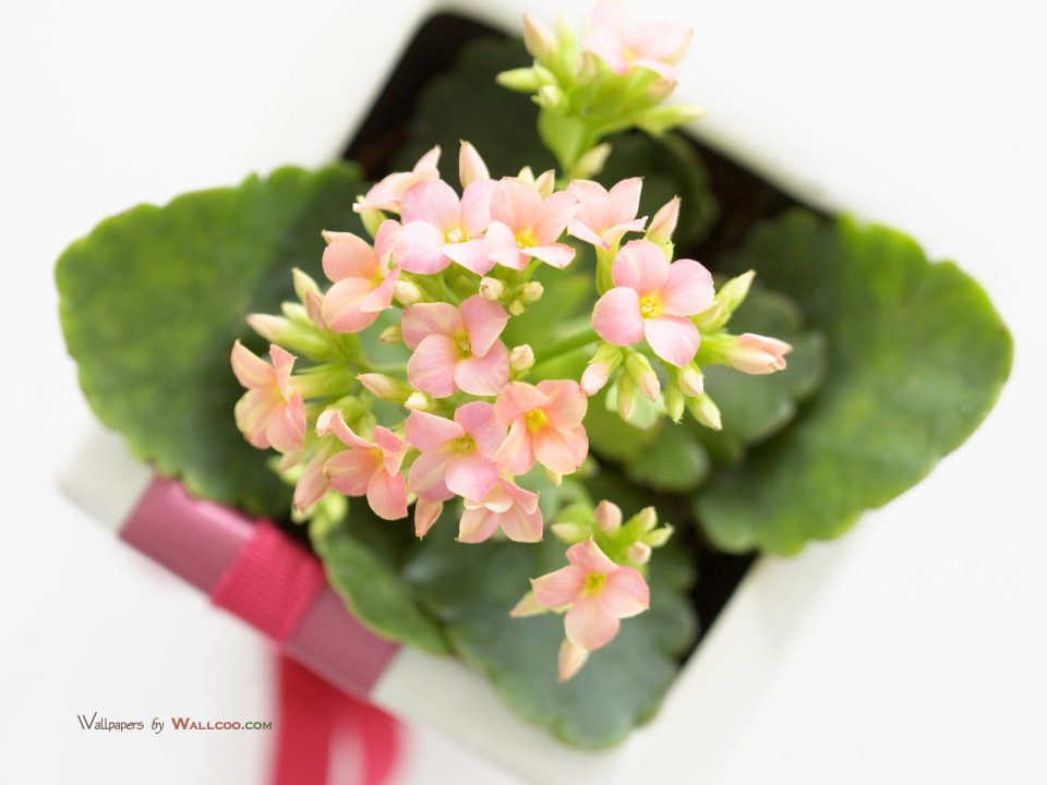 interior_sweet_flowers_art_11009