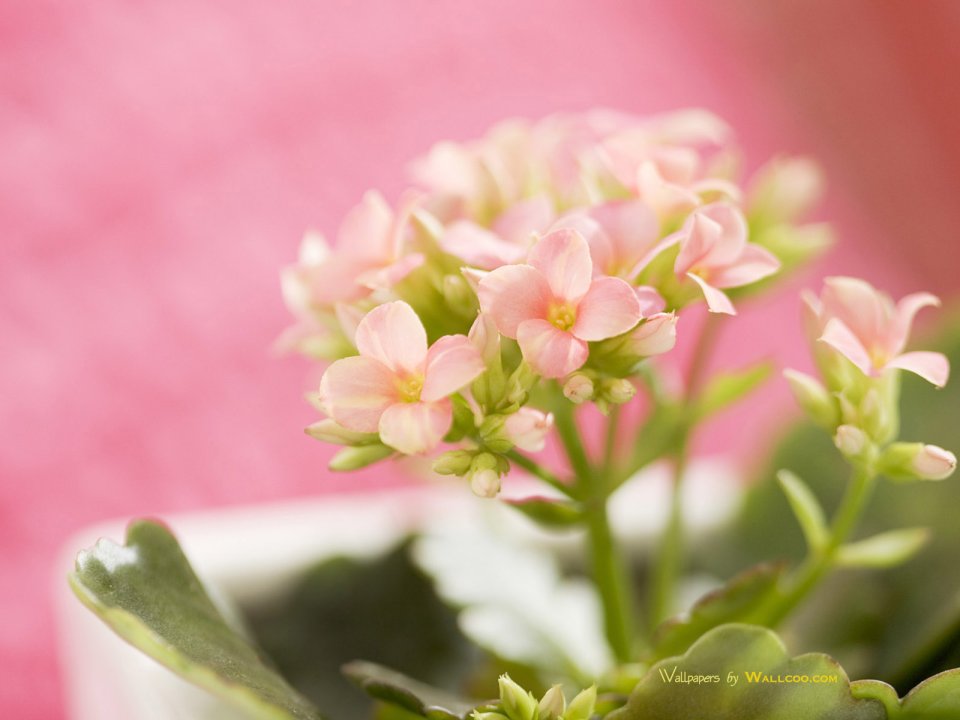 interior_sweet_flowers_art_11010