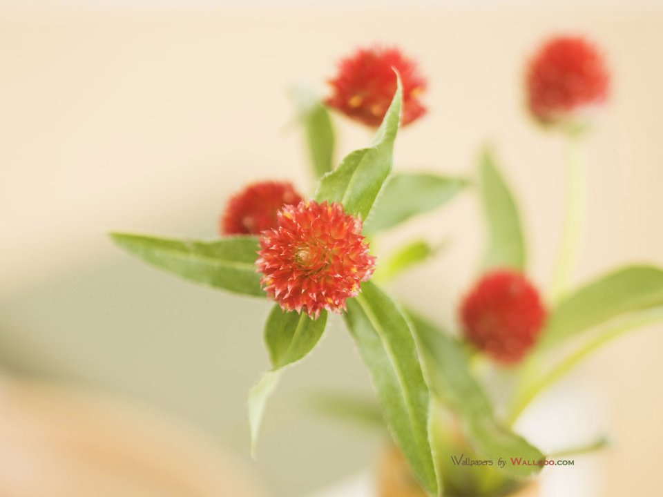 interior_sweet_flowers_art_12002