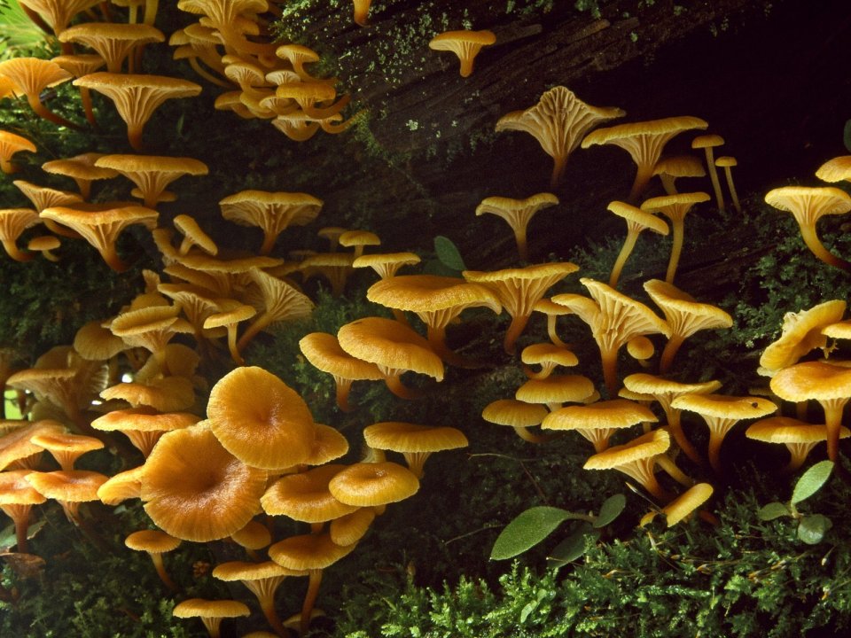 Jack-O-Lantern_Mushrooms