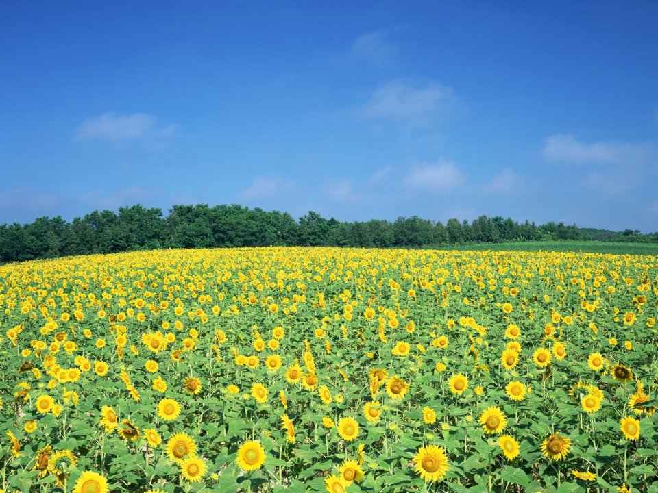 Japan-Hokkaido-Landscape-JF061_350A