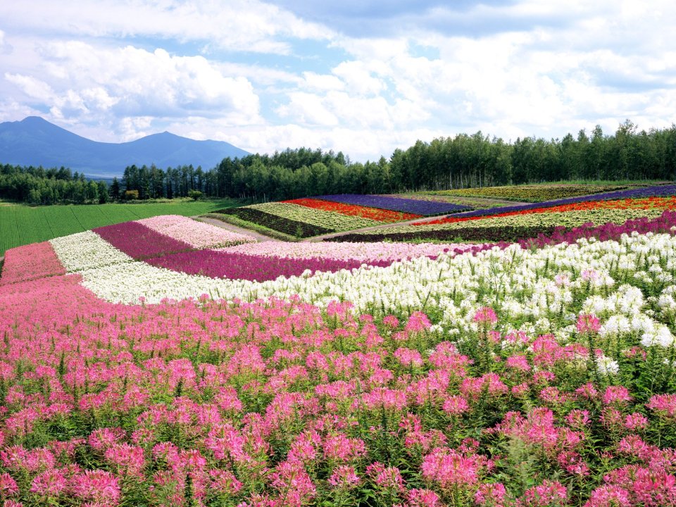 Japan-Hokkaido-Landscape-JF112_350A