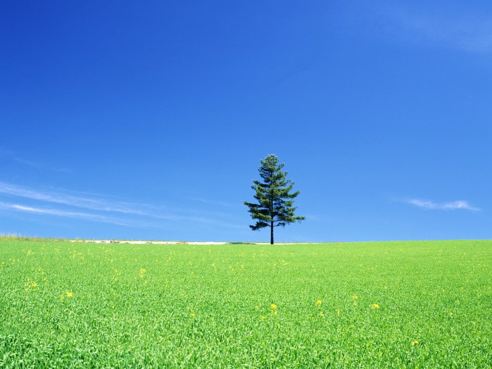 日本北海道旷野孤松夏日治愈风光