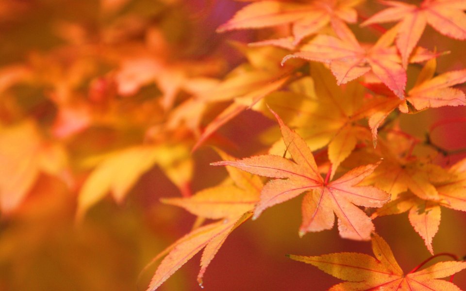 Japanese Maple,Japan