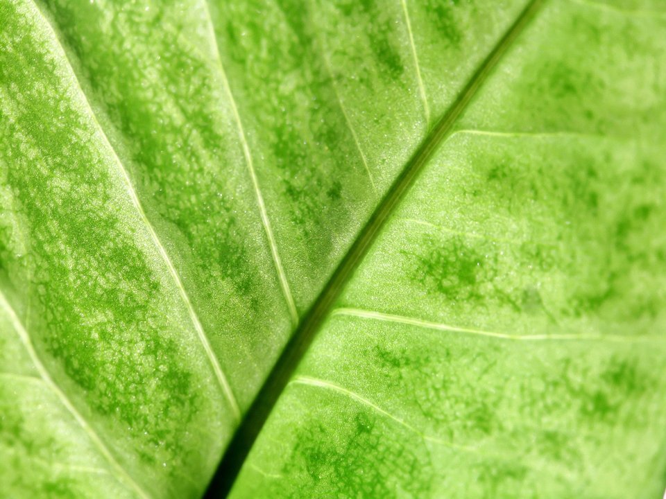 leaf_viens_x3_0013
