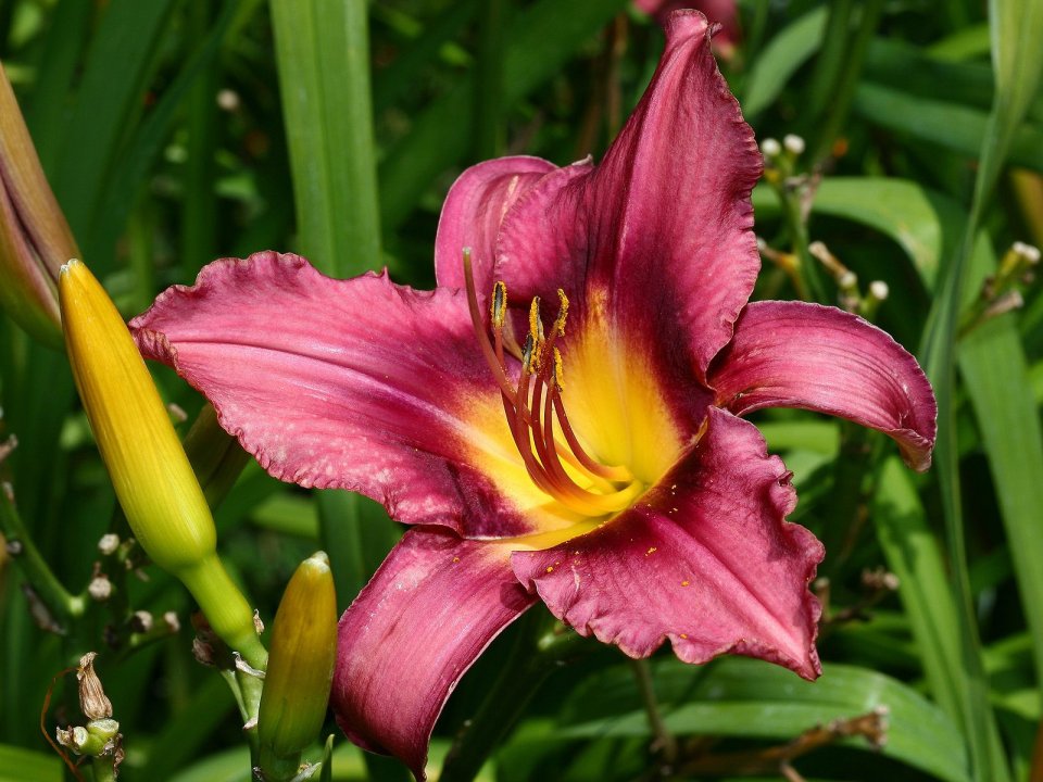 Lily_in_Spring