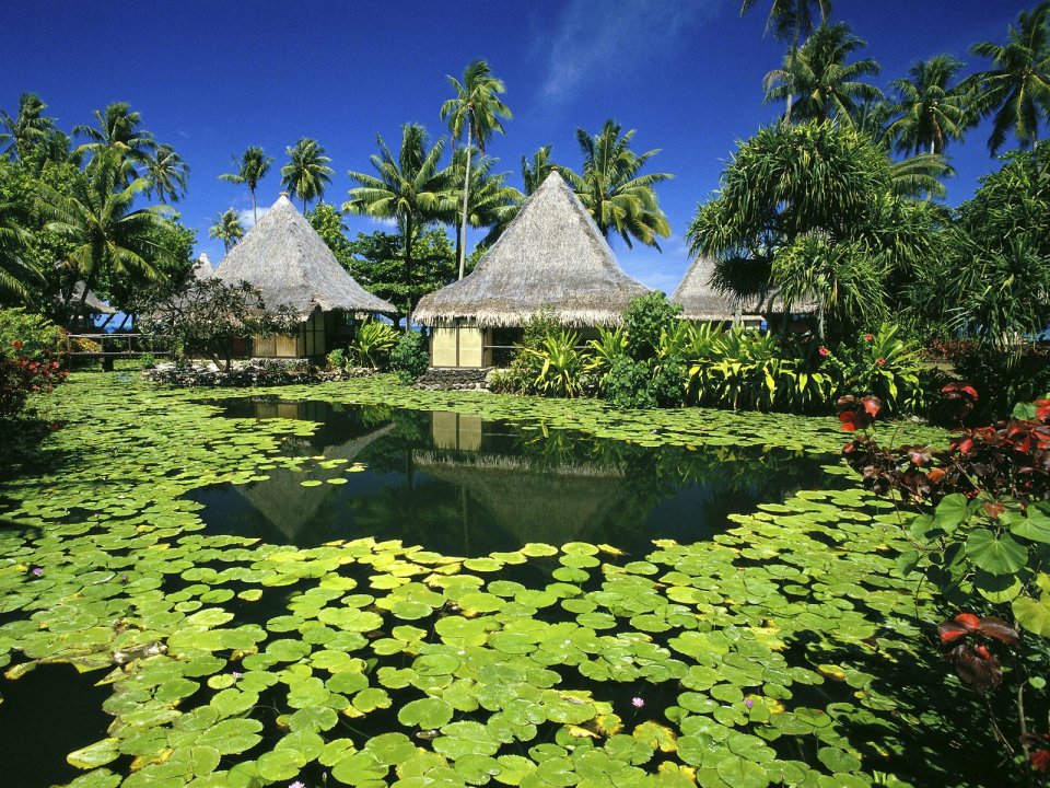 Lily_Pads_and_Thatched_Huts_Tahiti_French_Polynesia