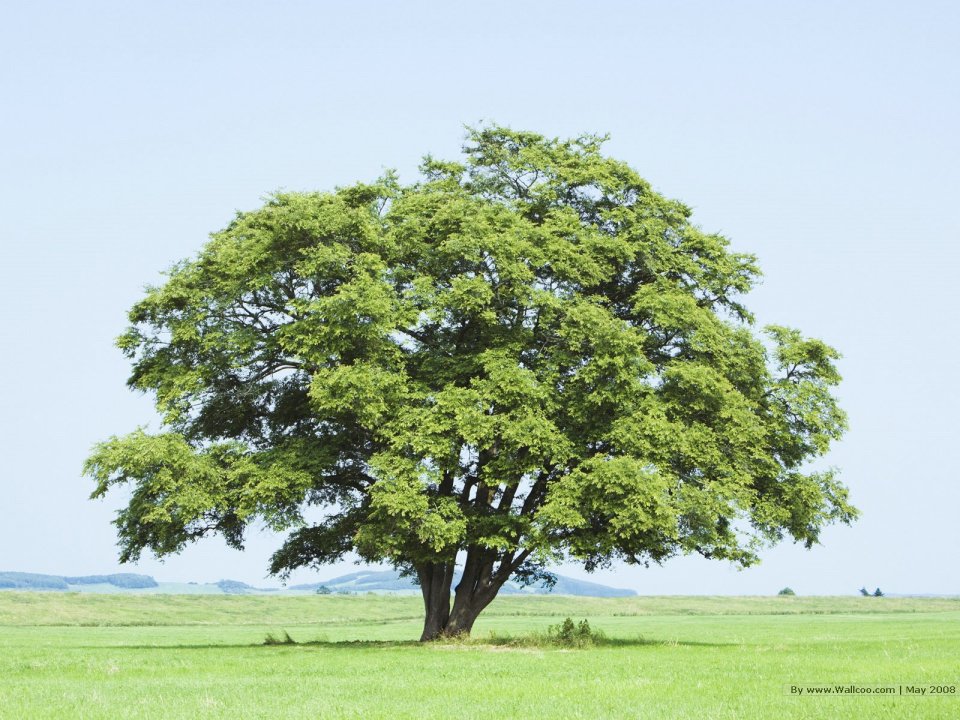 lone_tree_on_grassland_JA116_photo