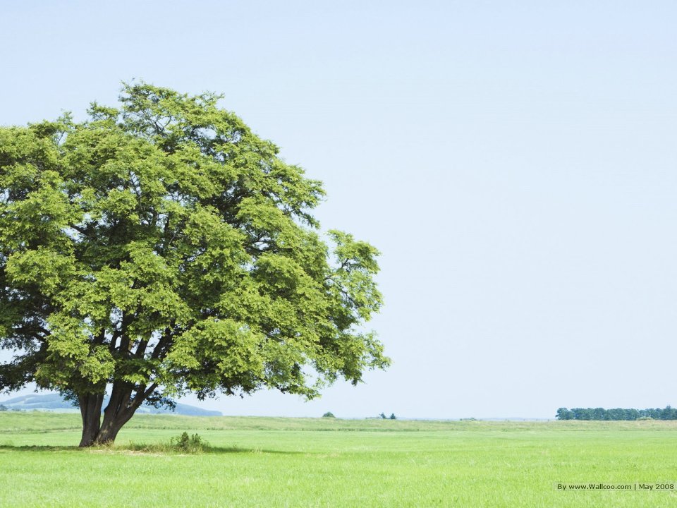 lone_tree_on_grassland_JA117_photo