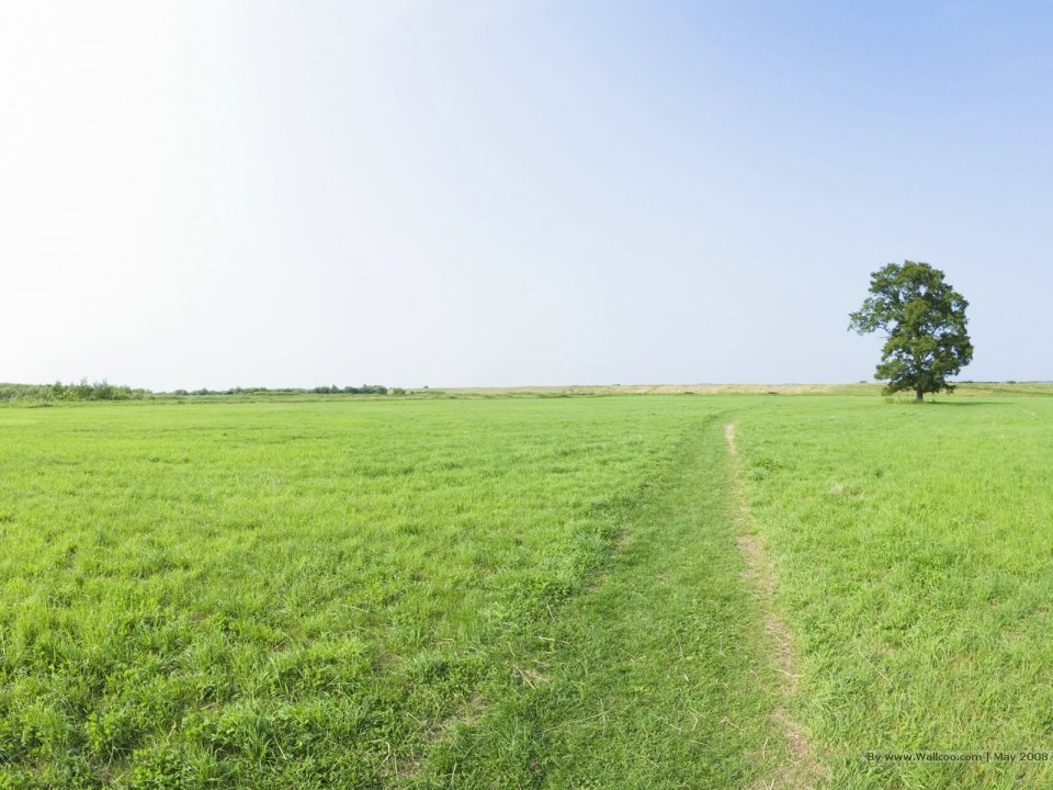 lone_tree_seen_on_a_vast_grassland_JA096_photo