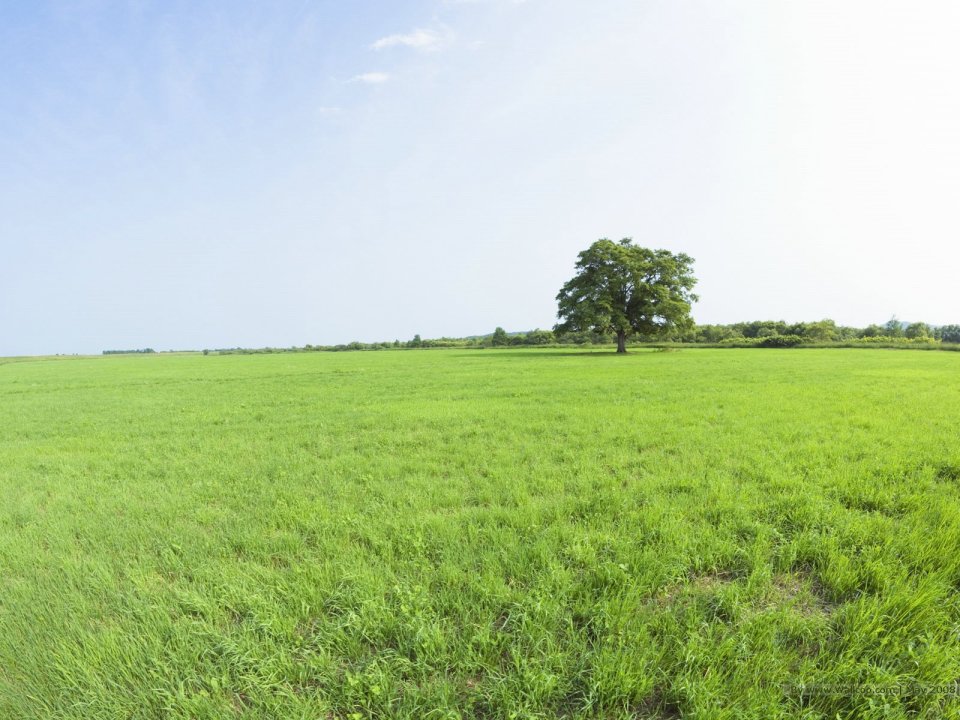 lone_tree_seen_on_a_vast_grassland_JA097_photo