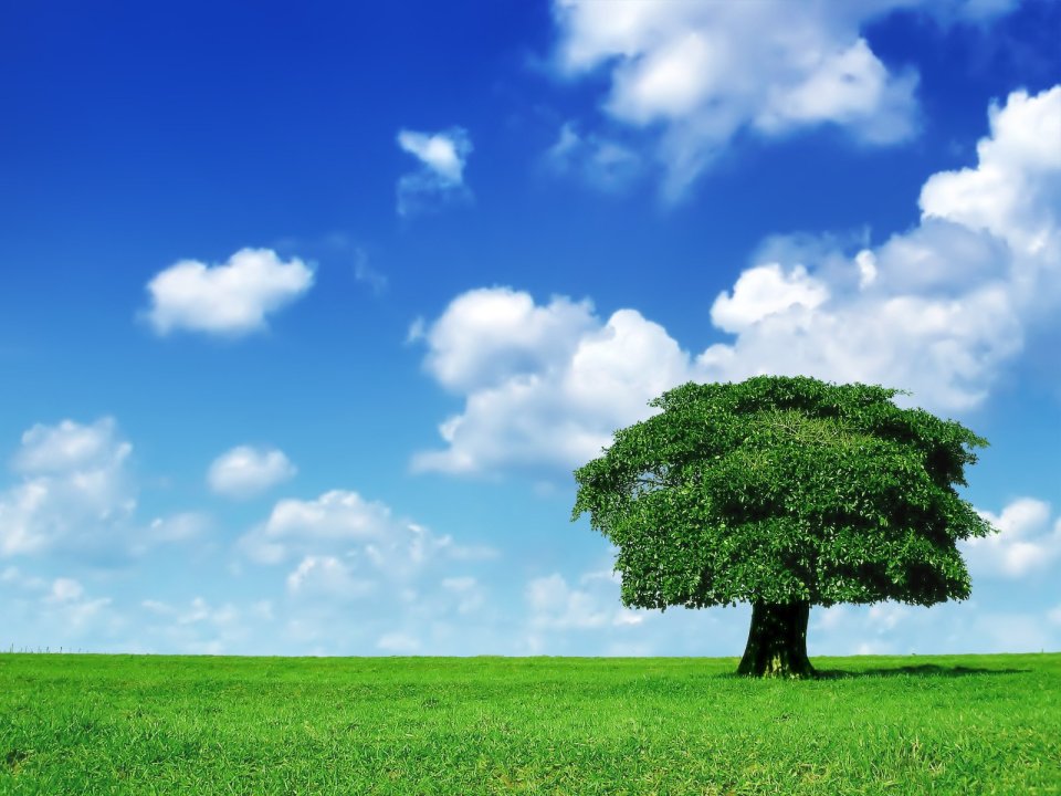 Lone_Tree