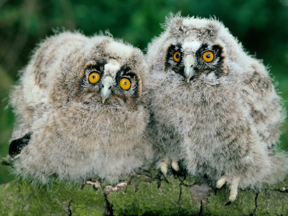 Long-Eared_Owl_Chicks