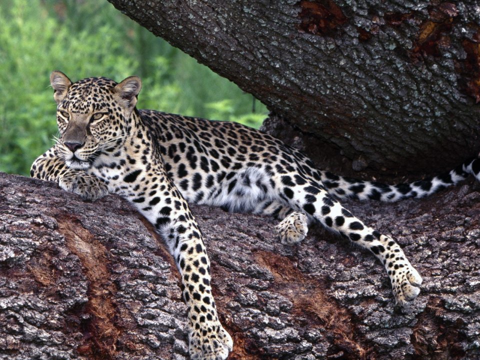 Lounging_Leopard