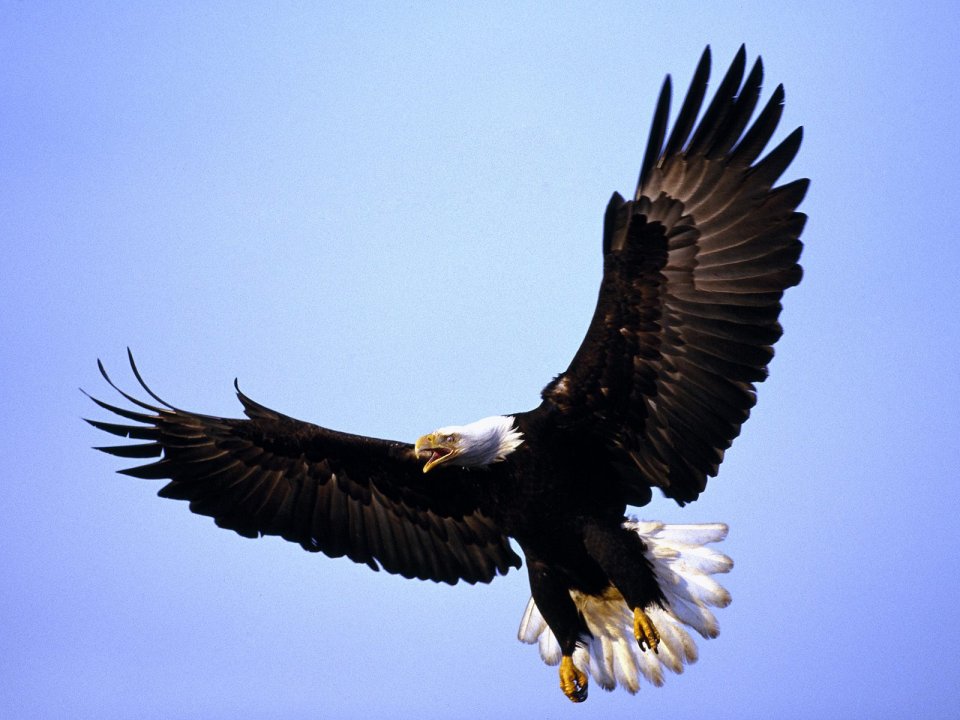 Magnificent_Wings_Bald_Eagle