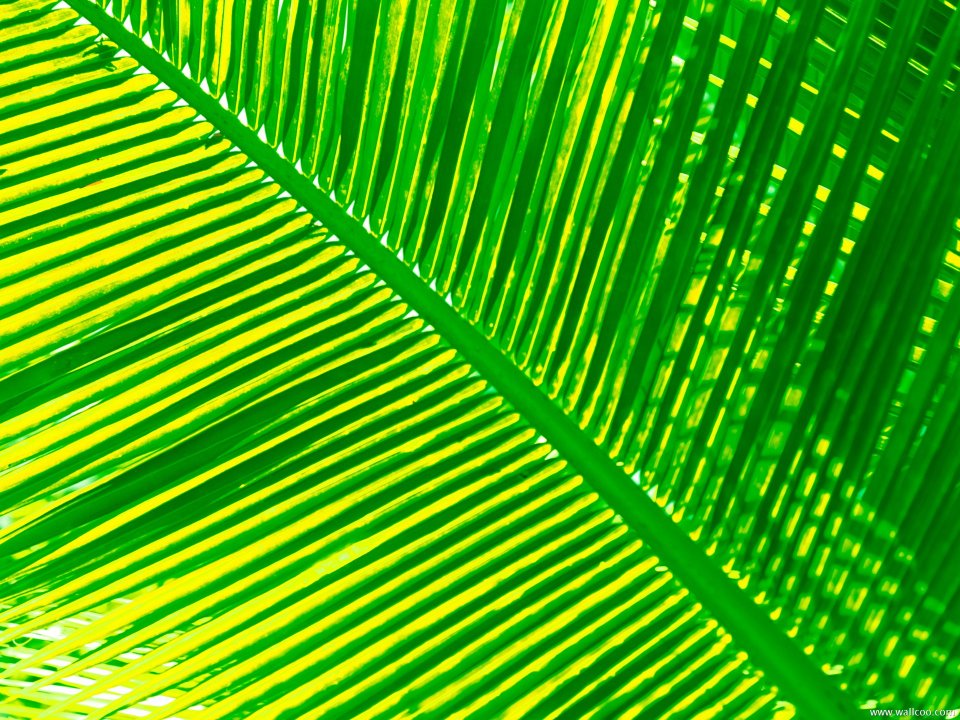 Maldives_Travel_03001
