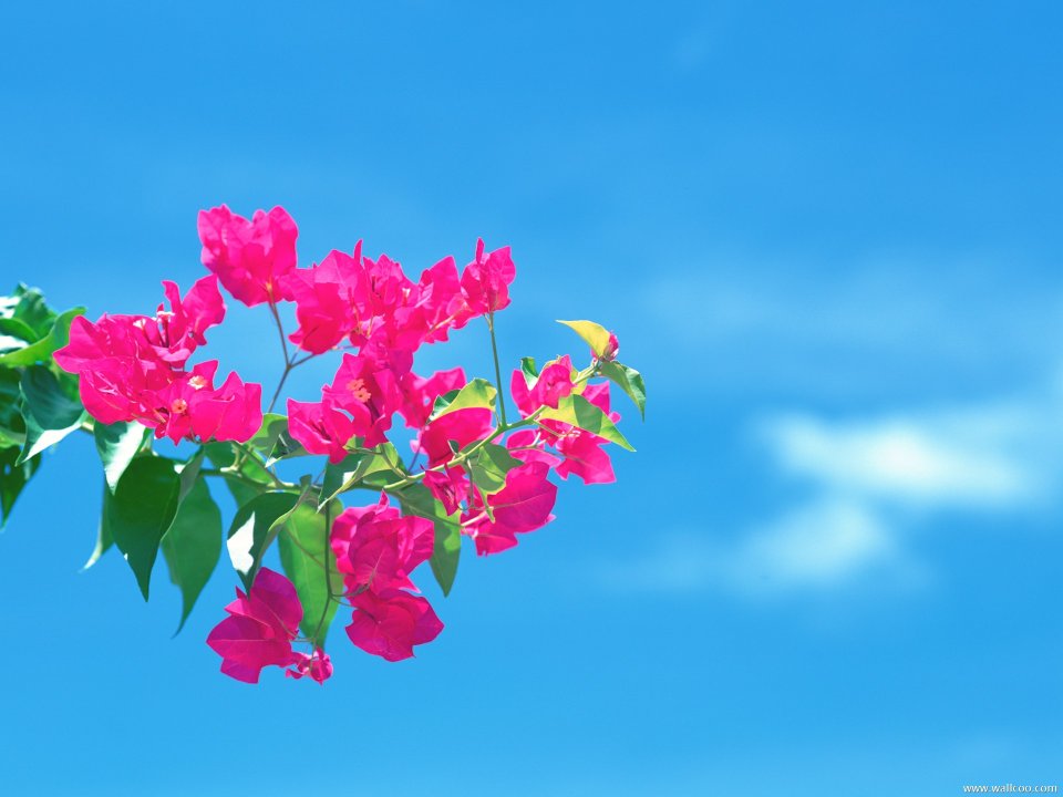 Maldives_Travel_03003