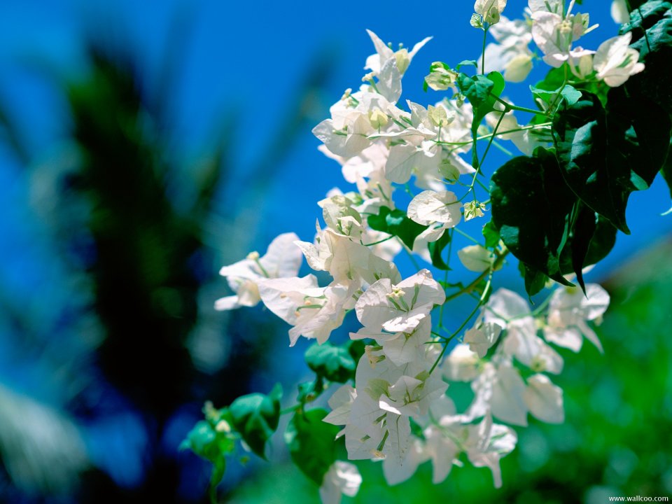 Maldives_Travel_03006